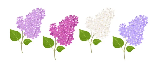 Branches Fleurs Lilas Fleurs Différentes Couleurs Ensemble Illustrations Vectorielles Dessins — Image vectorielle