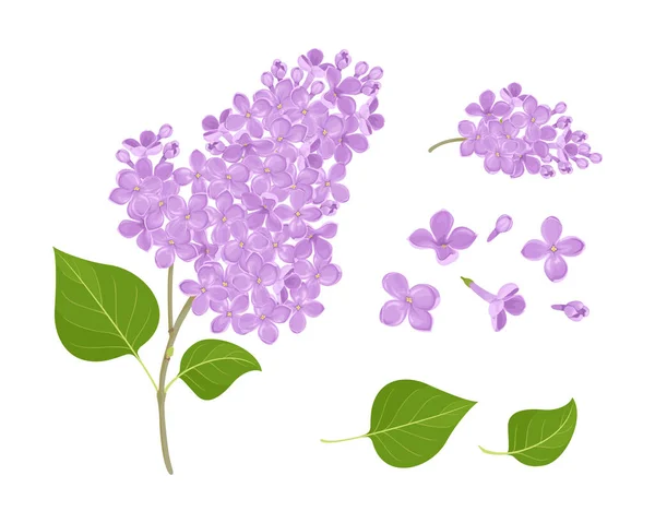 Lilac Flowers Set Vector Cartoon Illustration Lilac Branch Green Leaf — Stock Vector