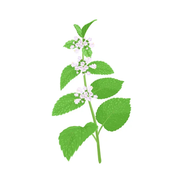 Melissa Officinalis Květiny Izolované Bílém Pozadí Rozkvetlá Citrónová Větev Vektorová — Stockový vektor