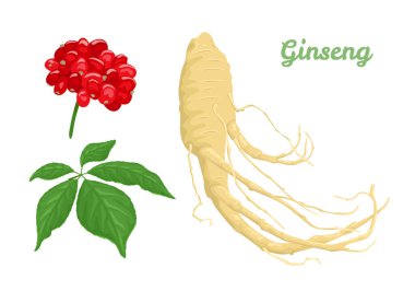 Ginseng kökü, yaprak ve böğürtlen beyaz arka planda izole. Tıbbi bitkinin vektör karikatür çizimi.