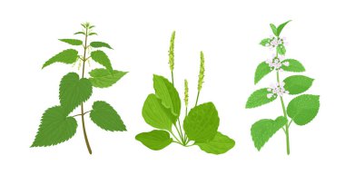 Şifalı yabani ot seti. Plantain bitkisi, Nettle ve Lemon merhem dalı beyaz arka planda izole edilmiş. Vektör çizgi film illüstrasyonu.