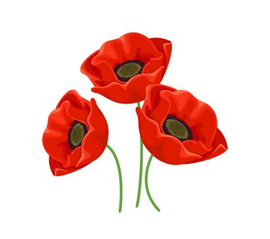 Beyaz arka planda izole edilmiş kırmızı gelincikler. Güzel parlak çiçeklerin vektör çizimi.