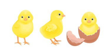 Sarı yavru tavuk. Yumurtadan çıkan sevimli kuşların vektör karikatür çizimi. 