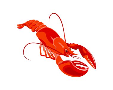 Istakoz beyaz arka planda izole edilmiş. Deniz ürünlerinin vektör karikatür çizimi.