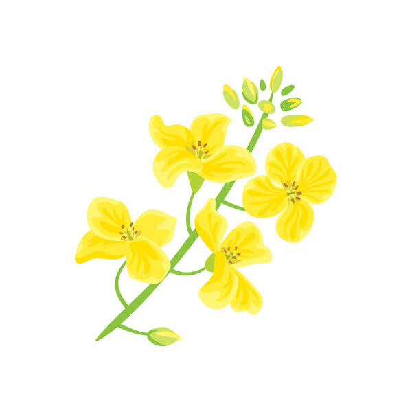 Canola plant isolated on white background. Vector cartoon flat illustration of yellow flower