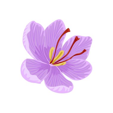 Beyaz arka planda izole edilmiş safran çiçeği. Vektör çizgi film illüstrasyonu. 