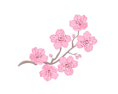 Beyaz arka planda izole edilmiş pembe kiraz çiçeği dalı. Bahar çiçeği ikonu. Sakura vektör karikatür çizimi. 