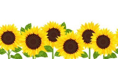 Ayçiçeği deseni kusursuz. Vektör karikatür düz çizim. Güzel bitki tarlası.