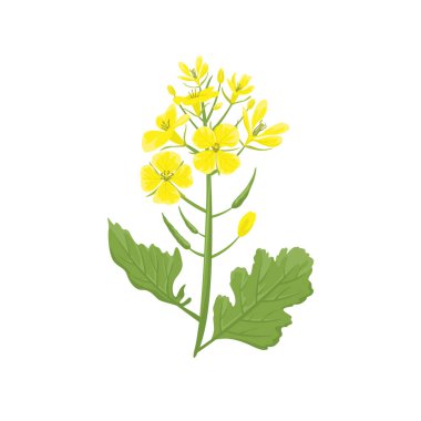 Hardal bitkisi beyaz arka planda izole edilmiş. Vektör karikatür düz çizim. Çiçek simgesi