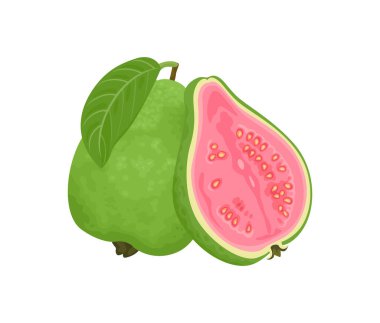 Yeşil guava tüm meyve ve yarım pembe meyve hamuru ile beyaz arka planda izole. Vektör çizgi film düz illüstrasyon.