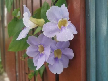 Güzel sürünen thunbergia görkemli asma çiçeği