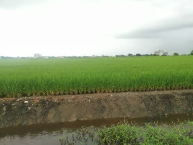 Çeltik pirinç çalıları sağlıklı büyüyor..