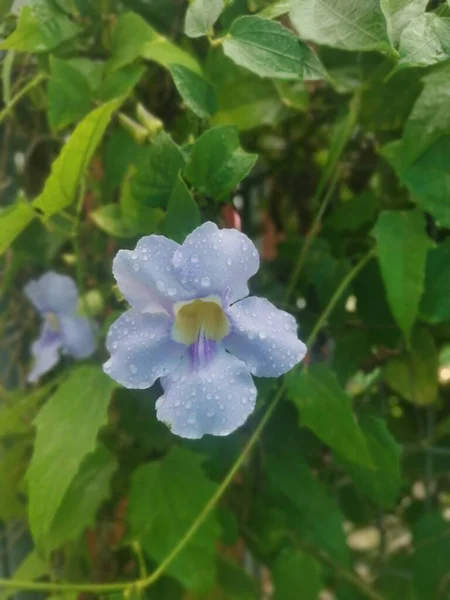 Bela Rastejando Thunbergia Grandiflora Flor Videira — Fotografia de Stock