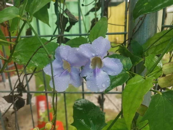 Mooie Kruipende Thunbergia Grandiflora Wijnstok Bloem — Stockfoto