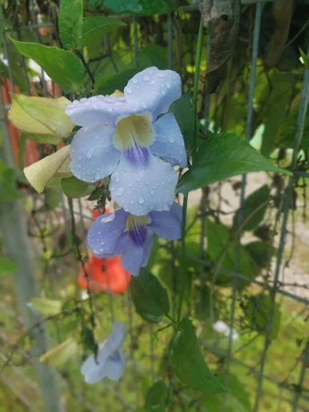 Hermoso Rastrero Thunbergia Grandiflora Vid Flor —  Fotos de Stock