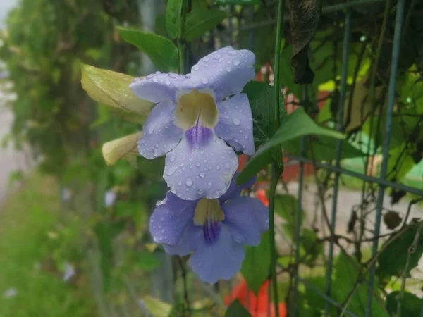 Красива Повзуча Квітка Лози Тунбергії — стокове фото