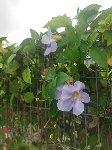 Bel Fiore Strisciante Thunbergia Grandiflora Vite — Foto Stock