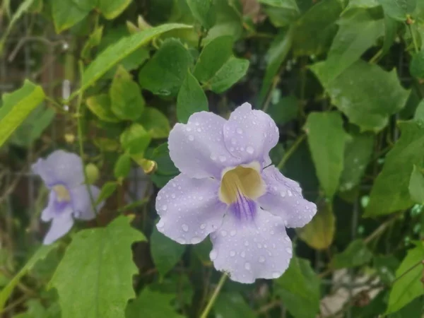 Belle Fleur Vigne Thunbergia Grandiflora Rampante — Photo