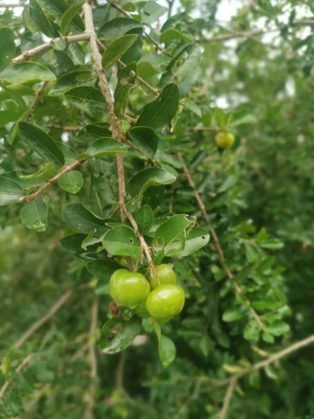 Wild Malgighia Glabra Plant Bearing Fruits — Stock Photo, Image