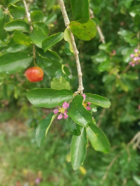 Vahşi Malgighia Glabra Bitkisi Meyve Veriyor — Stok fotoğraf