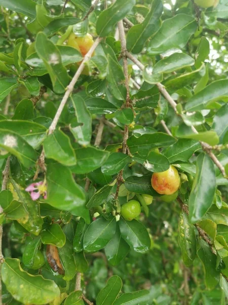 Vilda Växter Malgighia Glabra Som Bär Frukt — Stockfoto