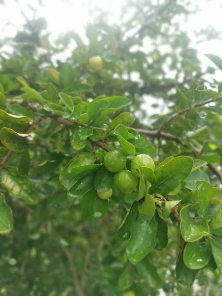 Wilde Malgighia Glabra Pflanze Die Früchte Trägt — Stockfoto