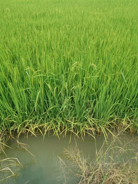 Büsche Des Reisgras Das Gesund Wächst — Stockfoto