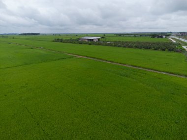 Yeşil çeltik tarlası çiftliğindeki hava saatleri. 