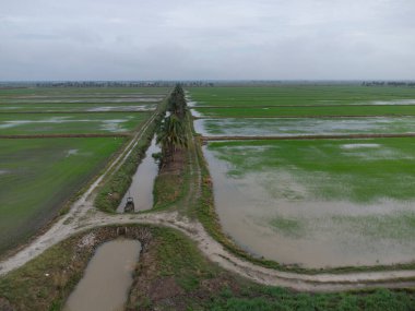 Yağmurdan sonra çeltik tarlası manzarası