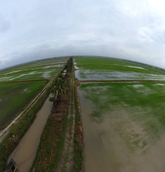 Aerial View Paddy Field Farm Rain — Stock Photo, Image