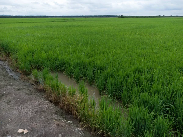 stock image aerial daytime scene at the green paddy field farm 