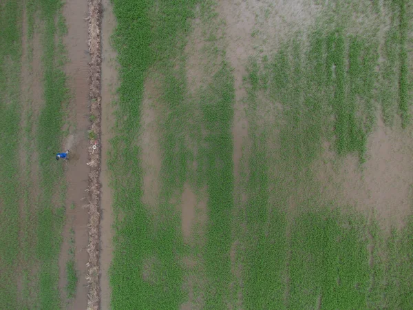 雨后稻田农场的鸟瞰图 — 图库照片