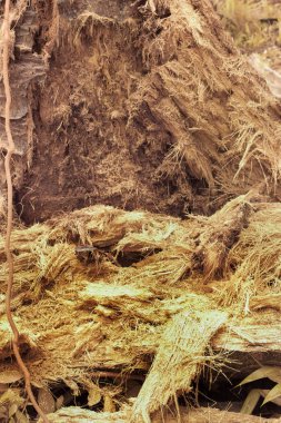 Düşen çürümüş ağaç gövdesinin kızılötesi görüntüsü