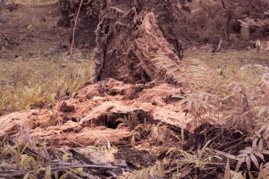 Düşen çürümüş ağaç gövdesinin kızılötesi görüntüsü