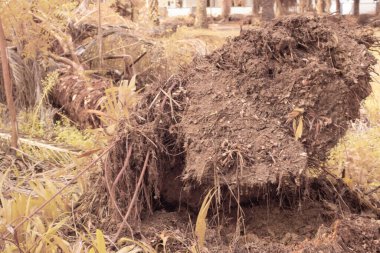 Düşen çürümüş ağaç gövdesinin kızılötesi görüntüsü