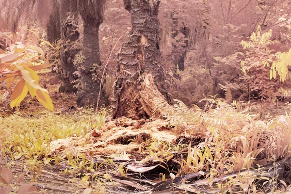 Düşen Çürümüş Ağaç Gövdesinin Kızılötesi Görüntüsü — Stok fotoğraf