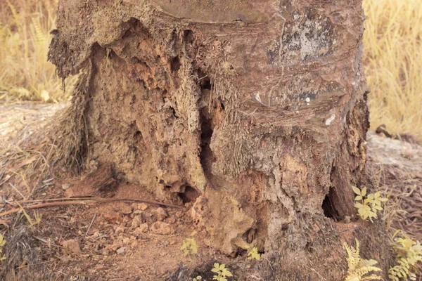 Инфракрасное Изображение Упавшего Ствола Дерева Разложения — стоковое фото