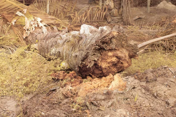 stock image infrared image of the fallen decompose tree trunk