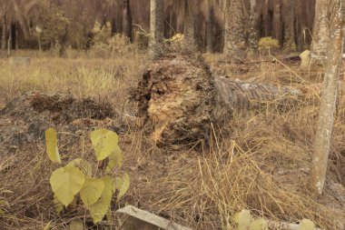 Düşen çürümüş ağaç gövdesinin kızılötesi görüntüsü