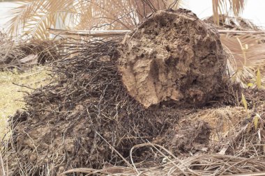 Düşen çürümüş ağaç gövdesinin kızılötesi görüntüsü
