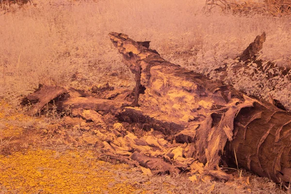 Düşen Çürümüş Ağaç Gövdesinin Kızılötesi Görüntüsü — Stok fotoğraf