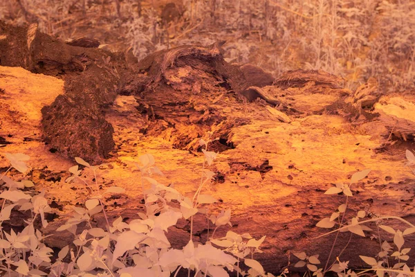 Υπέρυθρη Εικόνα Του Πεσμένου Κορμού Δένδρου Αποσύνθεσης — Φωτογραφία Αρχείου