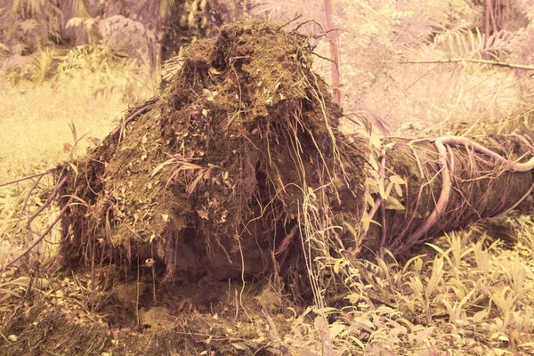 Υπέρυθρη Εικόνα Του Πεσμένου Κορμού Δένδρου Αποσύνθεσης — Φωτογραφία Αρχείου