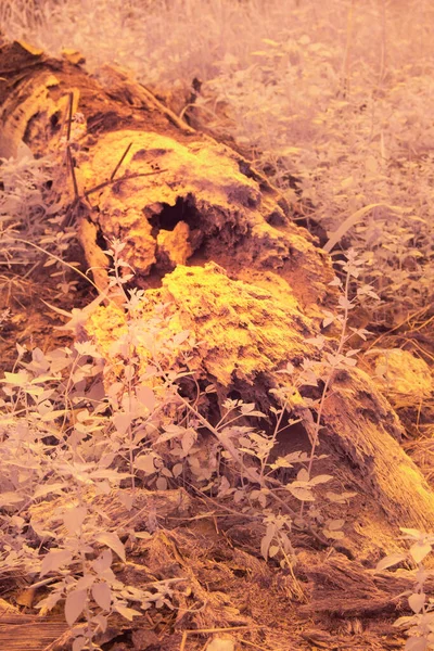 Infrared Image Fallen Decompose Tree Trunk — Stock Photo, Image