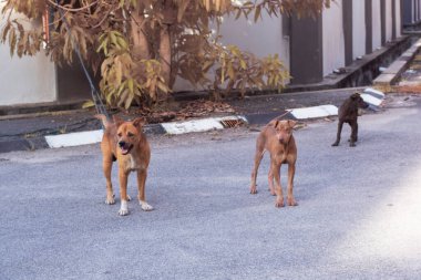 Sokak köpeklerinin kızılötesi görüntüsü..