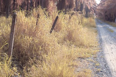 Petrol palmiyesi çiftliği boyunca kırsal yolun kızılötesi görüntüsü