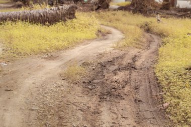 Petrol palmiyesi çiftliği boyunca kırsal yolun kızılötesi görüntüsü