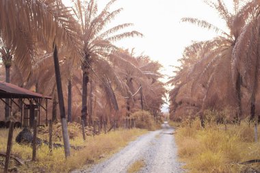 Petrol palmiyesi çiftliği boyunca kırsal yolun kızılötesi görüntüsü
