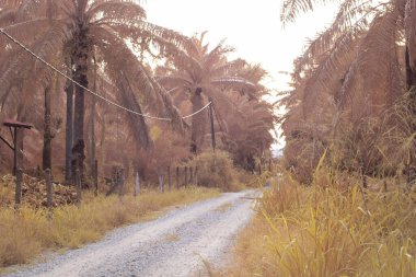 Petrol palmiyesi çiftliği boyunca kırsal yolun kızılötesi görüntüsü