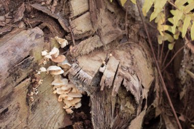 Yenilemez yabani mantarların kızılötesi görüntüsü.